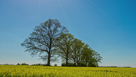 Rapeseed-flower-field-with-yellow-flowers-and-huge-trees-in-the-background