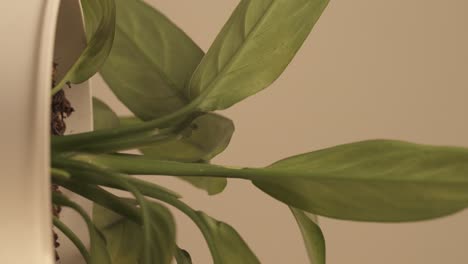 Vertikale-Aufnahme-Einer-Weißen-Topfpflanze-Auf-Einer-Drehtellerplattform,-Frische-Grüne-Blätter