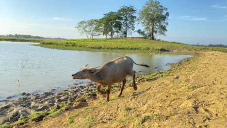 Buffalo-calf-running-down-to-the-river