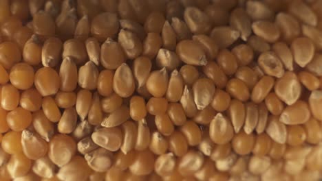 Close-up-shot-of-many-rotating-golden-maize-kernels-on-platform