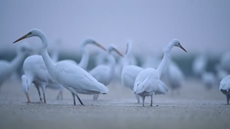 Flock-of-Great-Egrets-in-Misty-Morning