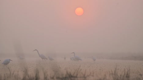 Flock-of-Egrets-Fishing-in-Sunrise