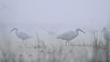 Flock-of-Great-Egrets-in-Misty-morning