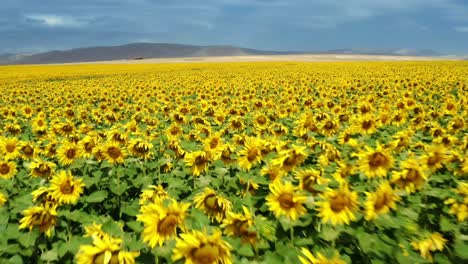 drone-flies-over-a-field-of-sunflowers
4k-drone-video-of-sunflower-field