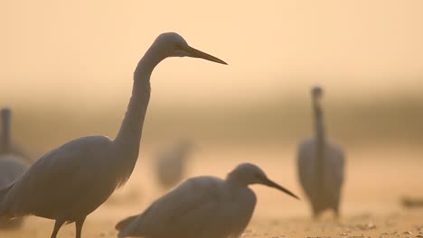 Flock-of-Great-Egrets-in-Misty-Morning