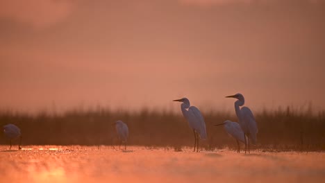 Great-Egrets-in-Sunrise-of-Winter