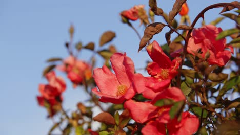 Nahaufnahme-Schöne-Rote-Blume,-Die-An-Einem-Sonnigen-Sommertag-Im-Wind-Weht