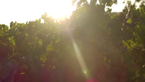 Growing-vines-in-a-vineyard,-slowly-moved-by-a-gentle-wind-at-sunset