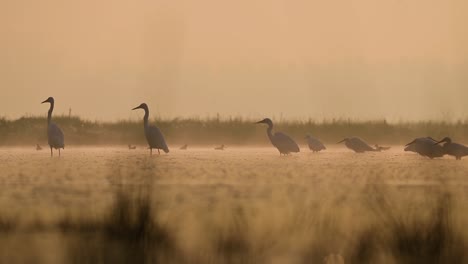 Flock-of-Great-Egrets-Fishing-in-Sunrise