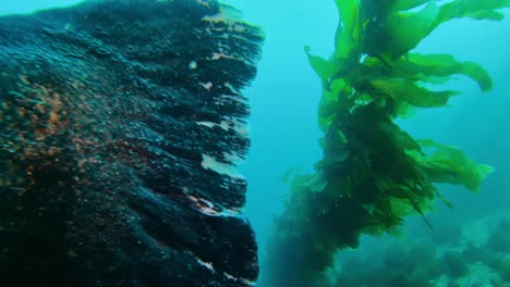 Extremely-Giant-Black-Sea-Bass-passing-by-the-camera-in-the-giant-kelp-forest