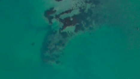 Drone-view-of-Carlsbad-Lagoon-Shoreline