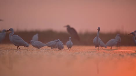 Flock-of-Egrets-Fishing-in-Baklit