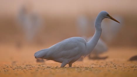 Great-Egrets-Fishing-in-Misty-Morning