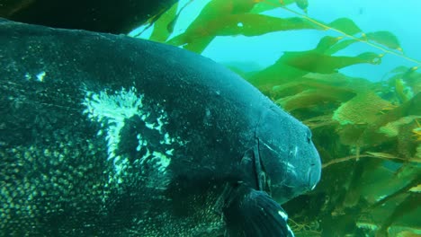 Panorama-of-Giant-Black-Sea-Bass-amongst-the-giant-kelp-in-the-Pacific-Ocean