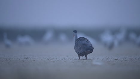 Gray-heron-Fishing-in-Misty-Morning-in-lakeside-area