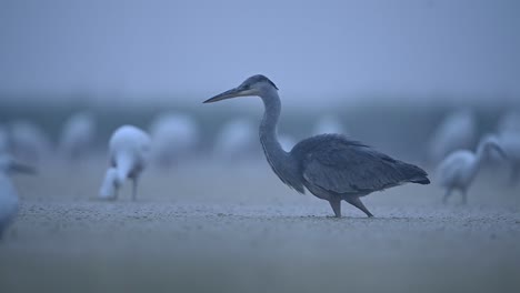 Gray-heron-and-flock-of-egrets-Fishing-in-Misty-Morning-in-lakeside-area