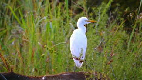 Weiße-Reihervögel-Suchen-Im-Gras-Nach-Futter-Und-Stellen-Sich-Auf-Den-Rücken-Des-Büffels