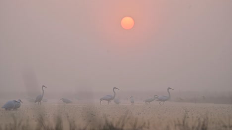 Flock-of-Birds-fishing-in-Sunrise