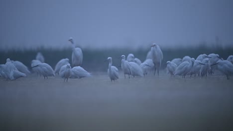 Flock-of-Egrets-in-lakeside-in-Misty-morning