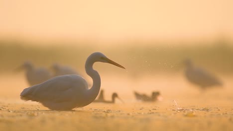 Great-Egret-in-Misty-morning