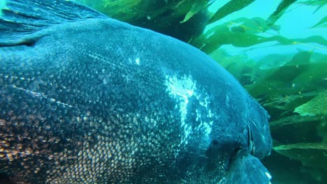 Giant-kelp-forests-in-the-clean-ocean,-incredible-meeting-with-a-giant-Black-Sea-Bass