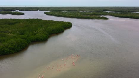 overhead-aerial-of-pink-flamingos-on-sandbar-in-mangrove-lagoon-of-Rio-Lagartos-Mexico
