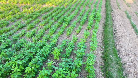 Bohnenpflanzensämlinge,-Die-In-Trockener-Trockenheit-Wachsen,-Ansicht-Der-Rechten-Pfanne