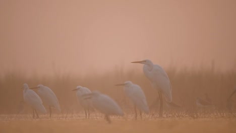 Flock-of-birds-Fishing-in-Misty-Morning
