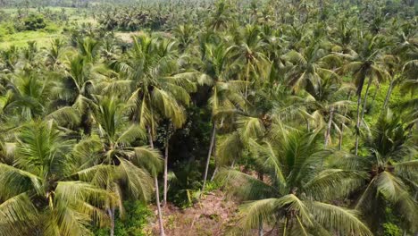 Drone-landing-in-the-middle-of-lush-palm-tree-forest-in-Africa,-close-to-the-leaves