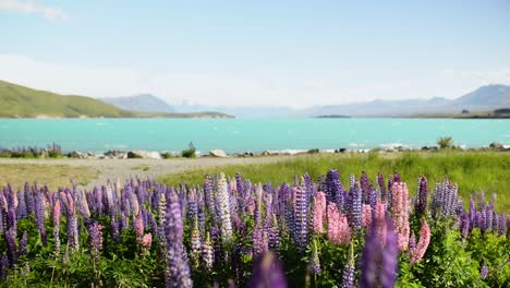 Numerous-pink-and-purple-lupines-on-shore-of-beautiful-alpine-lake