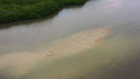 large-group-of-pink-flamingos-fishing-on-shallow-sandbar-in-brown-river-water-of-Rio-Lagartos-Mangroves,-aerial-top-down