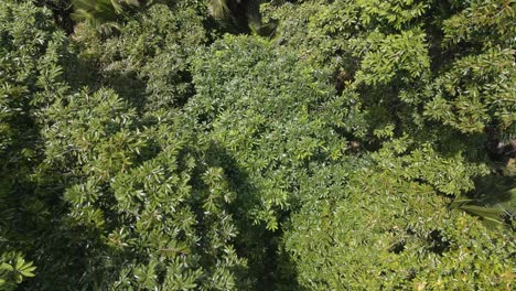 Drone-top-view-of-Durian-Tree-in-Bali,-Indonesia