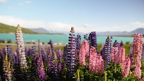 Vibrant-Lupins-bloom-along-the-shores-of-Lake-Tekapo,-clear-turquoise-water-and-mountains-in-back