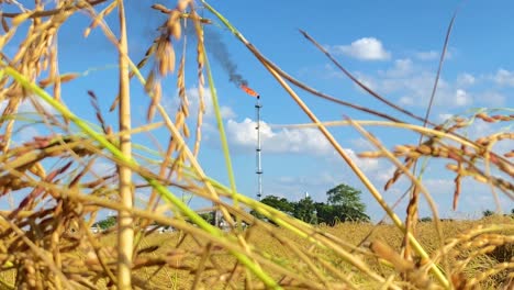 Flame-of-burning-gas-behind-field-of-rice-crop-growing,-handheld-view