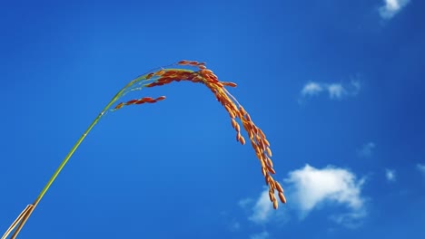 Single-rice-plant-stem-against-blue-sky-on-windy-day,-static-view