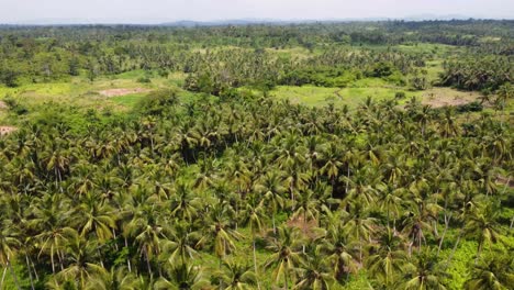 Kokosnussplantage-In-Ghana