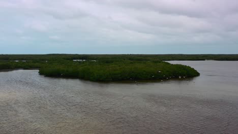 large-flock-of-white-birds-flying-across-lagoon-on-overcast-day-in-mangroves-of-Rio-Lagartos,-aerial