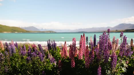 Colourful-lupins-waving-in-the-wind-on-Lake-Tekapo's-shore-in-sunshine