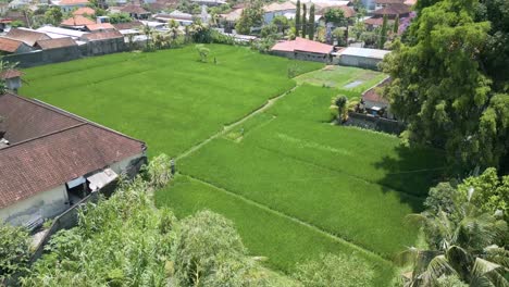 Drone-view-of-rice-field-near-housing-in-Sukowati,-Gianyar,-Bali