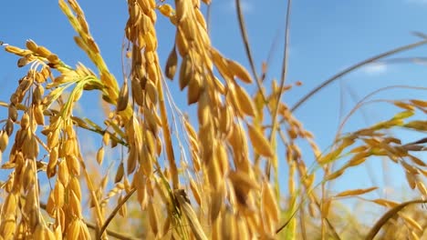 Reisanbau-An-Einem-Sonnigen-Tag,-Makro-Nahaufnahme-Der-Bewegungsansicht