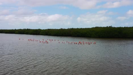wide-aerial-of-flamingos-feeding-in-shallow-lagoon-on-sunny-day-in-Rio-Lagartos-Mexico