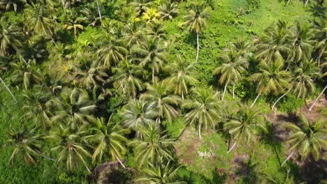 Aerial-view-of-tropical-palm-tree-forest
