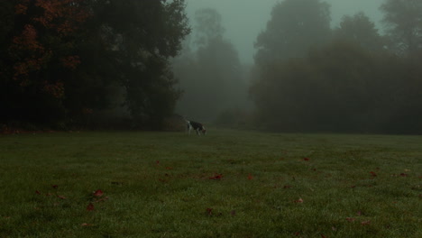 Día-De-Niebla-En-El-Parque-Jugando-Con-El-Perro-Dálmata