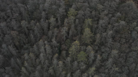Drone-shot-of-english-countryside-woodland-and-forest-with-trees