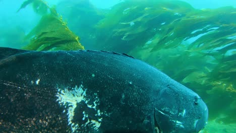 Lubina-Negra-Gigante-Que-Vive-Entre-Las-Algas-Gigantes-En-El-Océano-Pacífico