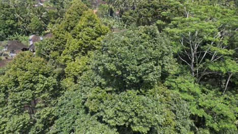 Vista-De-Drones-Del-árbol-Durian-En-Bali,-Indonesia