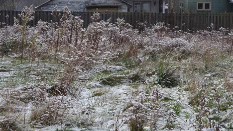 Green-grasses-filled-with-white-snow-on-the-ground