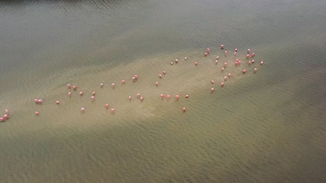 group-of-pink-flamingos-standing-on-sandbar-in-the-middle-of-a-brown-river,-aerial-top-down