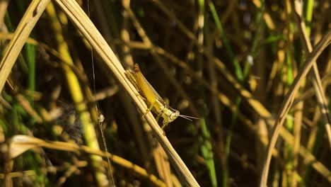 Majestic-grasshopper-insect-on-paddy-rice-plant,-close-up-view