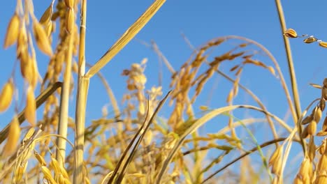 Golden-rice-crop-plants-against-blue-sky-on-sunny-day,-close-up-view